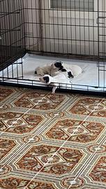 Segugi francese aergois