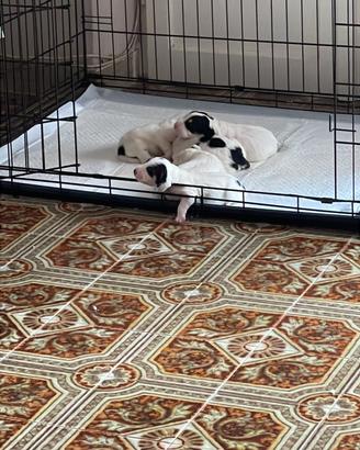 Segugi francese aergois