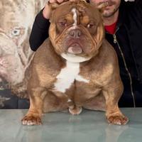 American Bully exotic