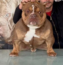 American Bully exotic