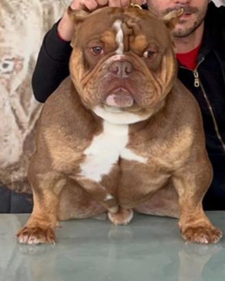 American Bully exotic