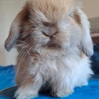 Splendido esemplare di minilop di pura razza