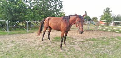 Cavallo trotter