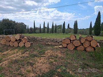 Legna cipresso