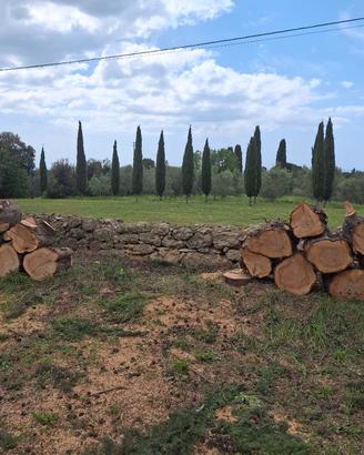 Legna cipresso
