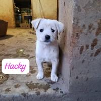 Cane cucciolo in adozione