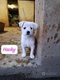 Cane cucciolo in adozione