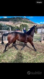 Cavallo castrone quarter