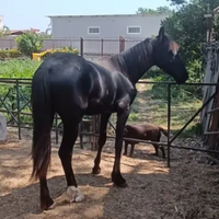 Cavallo Frisone per tpr