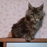 Cucciola Maine coon con pedigree