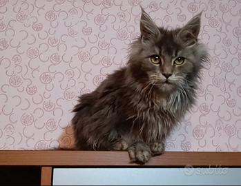 Cucciola Maine coon con pedigree