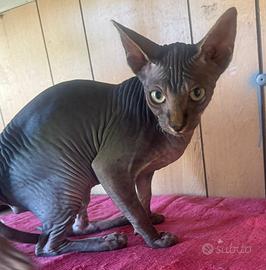 Gatto Nudo maschio