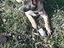 Immagine 4