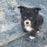 Ultimo cucciolo di Border Collie linea da lavoro