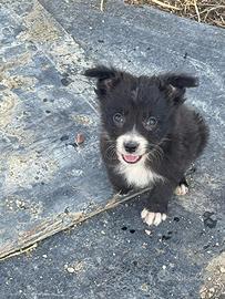 Ultimo cucciolo di Border Collie linea da lavoro