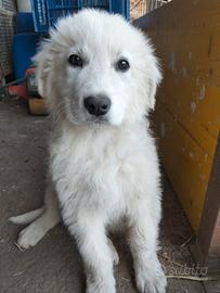 Cuccioli di pastore maremmano