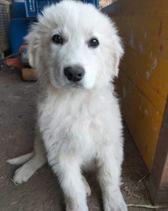 Cuccioli di pastore maremmano