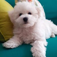 Cuccioli Bichon a poil Frisé