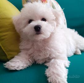 Cuccioli Bichon a poil Frisé