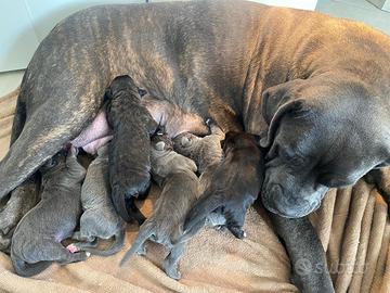 Cuccioli Cane Corso
