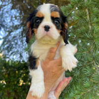 Cavalier king con pedigree Enci