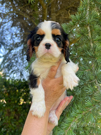 Cavalier king con pedigree Enci