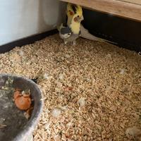 Vendita coppia di pappagalli PARROCCHETTI