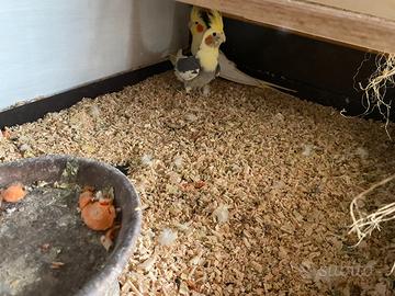 Vendita coppia di pappagalli PARROCCHETTI