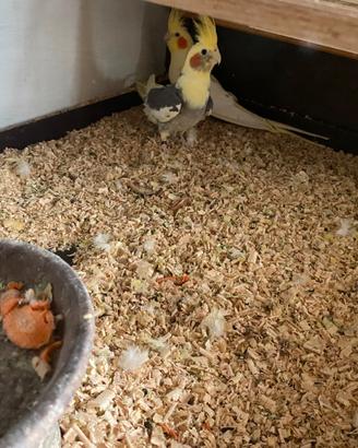 Vendita coppia di pappagalli PARROCCHETTI