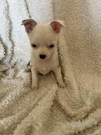 Chihuahua