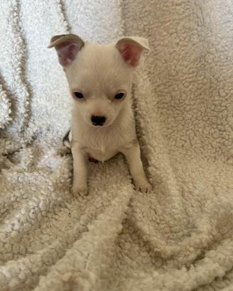 Chihuahua