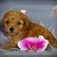 Mini toy cuccioli di barboncino