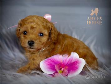 Mini toy cuccioli di barboncino