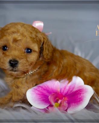 Mini toy cuccioli di barboncino