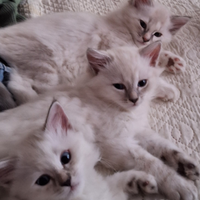 Gatti siberiano ipoallergenici