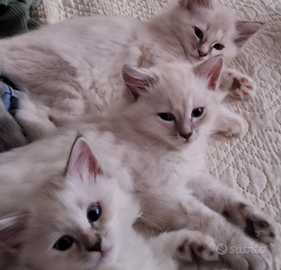 Gatti siberiano ipoallergenici