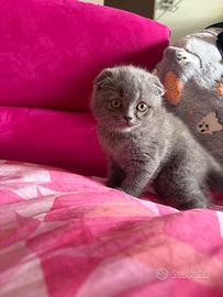 Cucciola di Scottish Fold