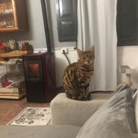 Gatta femmina bengala