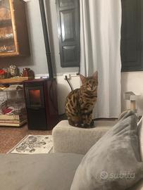 Gatta femmina bengala