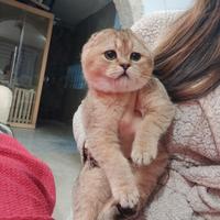 Cuccioli Scottish fold pedigree 3 mesi