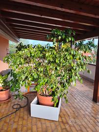 Ficus beniamino 