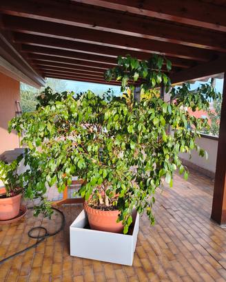 Ficus beniamino 