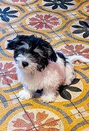 Cuccioli di Maltipoo