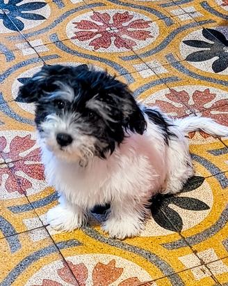 Cuccioli di Maltipoo