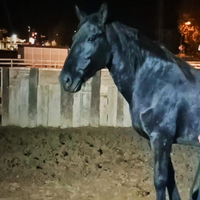 Cavalla Fattrice Murgese