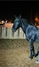 Cavalla Fattrice Murgese