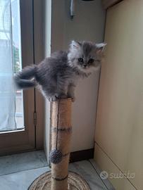 Gatta persiana
