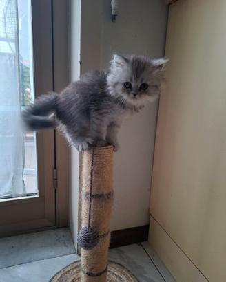 Gatta persiana