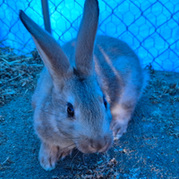 Conigli Leprino x Nuova Zelanda