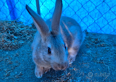 Conigli Leprino x Nuova Zelanda